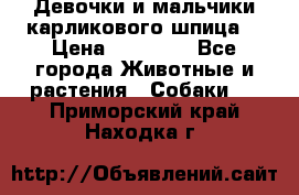 Девочки и мальчики карликового шпица  › Цена ­ 20 000 - Все города Животные и растения » Собаки   . Приморский край,Находка г.